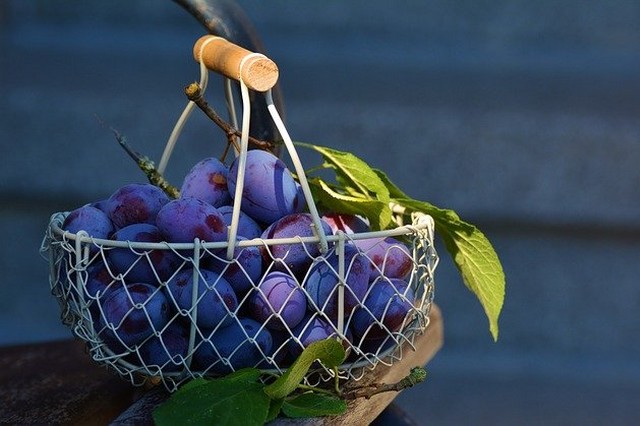 PRUNES