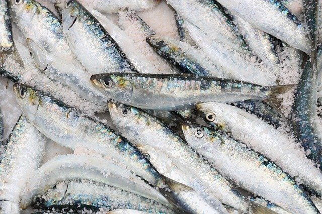 SARDINES