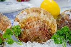 COQUILLES SAINT JACQUES