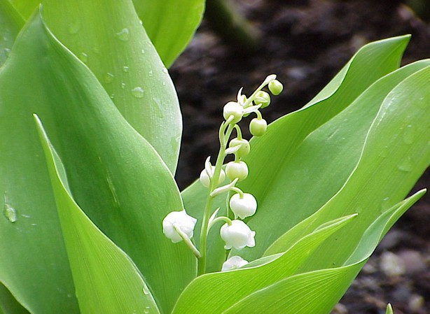 
MUGUET. Fiches fleurs et plantes