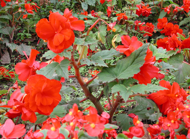 
BÉGONIA À MASSIF BÉGONIA HYBRIDE. Fiches fleurs et plantes