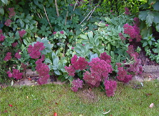 
ORPIN. Fiches fleurs et plantes