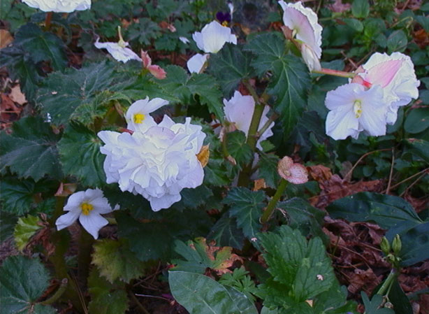 
BÉGONIA À MASSIF BÉGONIA HYBRIDE. Fiches fleurs et plantes