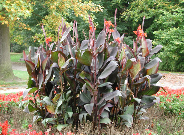 
BALISIER, CANNE D&APOS;INDE. Fiches fleurs et plantes