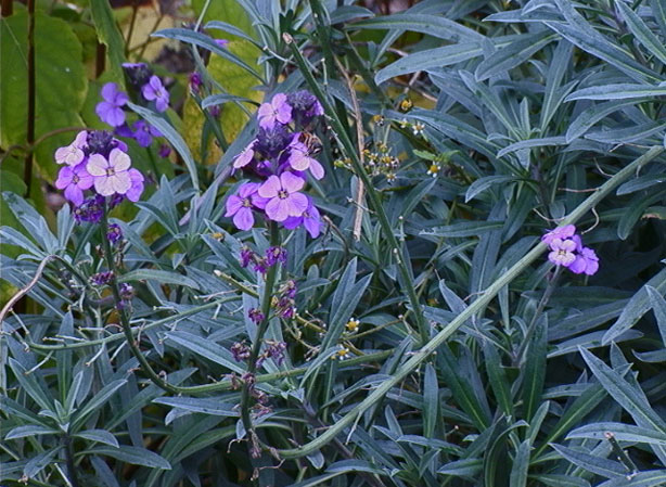 
ERYSIMUM. Fiches fleurs et plantes