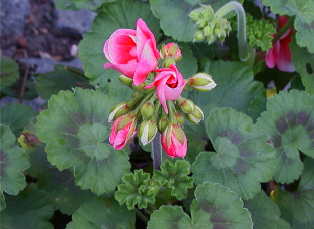 
GÉRANIUM. Fiches fleurs et plantes