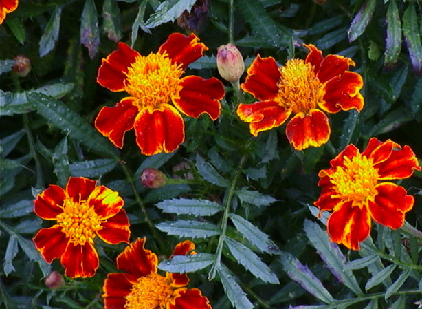 
OEILLET D&APOS;INDE, PASSE-VELOURS. Fiches fleurs et plantes