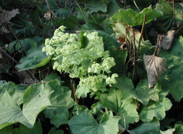 
ALCHÉMILLE. Fiches fleurs et plantes