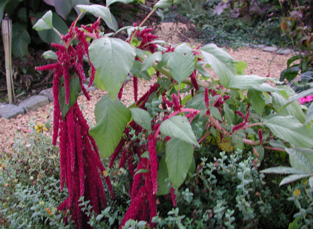 
AMARANTE QUEUE-DE-RENARD. Fiches fleurs et plantes