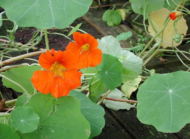 
CAPUCINE. Fiches fleurs et plantes