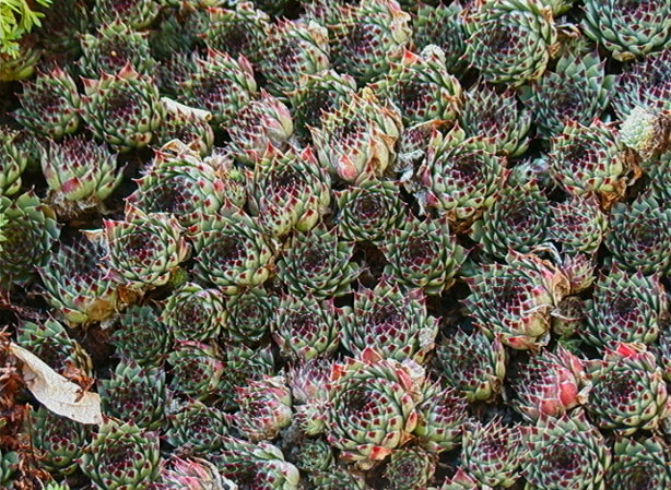 
JOUBARBE. Fiches fleurs et plantes