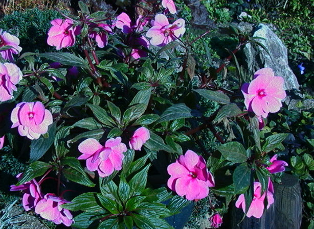 
BALSAMINE, IMPATIENS. Fiches fleurs et plantes