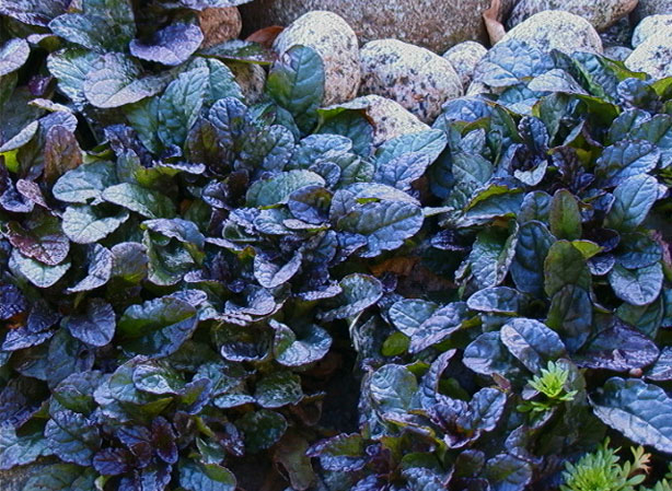 
BUGLE RAMPANTE. Fiches fleurs et plantes