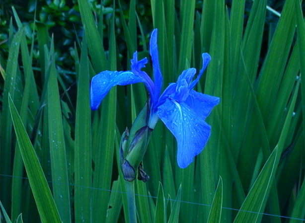 
IRIS. Fiches fleurs et plantes
