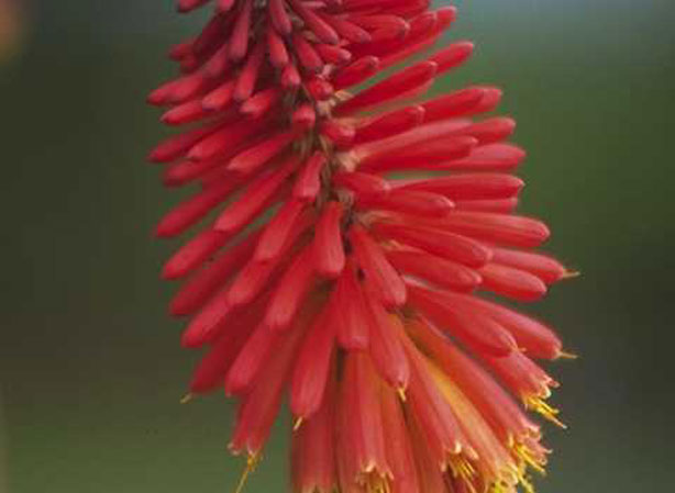 
KNIPHOFIA. Fiches fleurs et plantes
