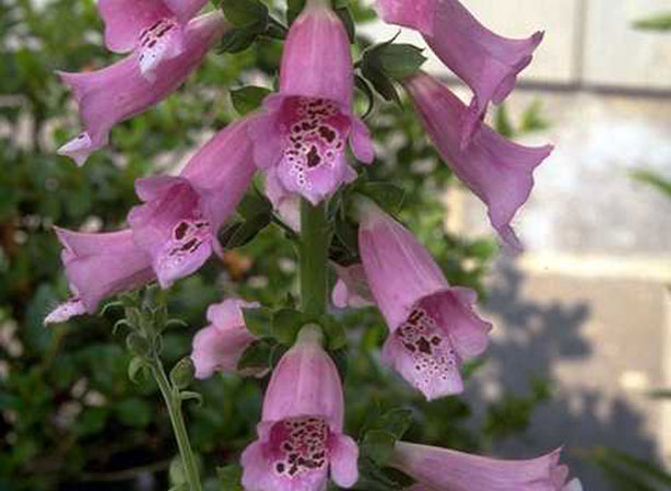 
DIGITALIS. Fiches fleurs et plantes