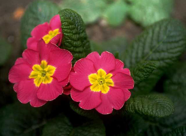 
PRIMEVÈRE. Fiches fleurs et plantes