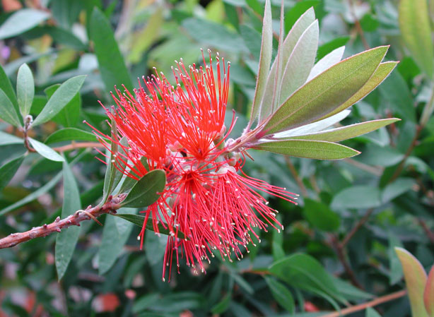 
CALLISTEMON. Fiches fleurs et plantes