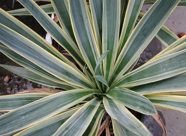 
YUCCA. Fiches fleurs et plantes