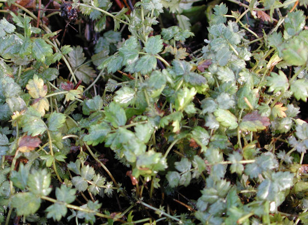 
ACAENA. Fiches fleurs et plantes
