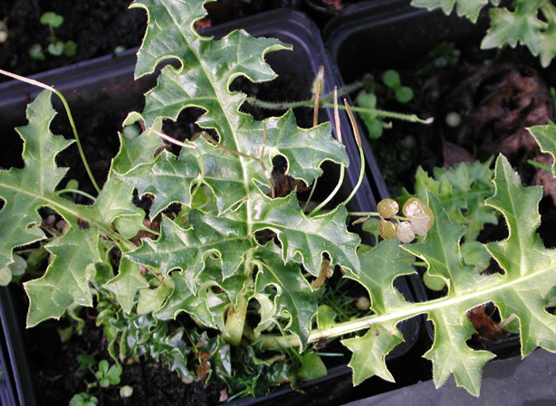 
ACANTHE DE HONGRIE. Fiches fleurs et plantes