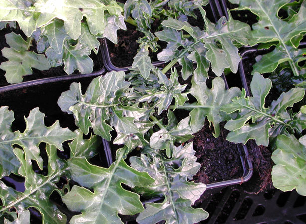 
ACANTHE ÉPINEUSE. Fiches fleurs et plantes