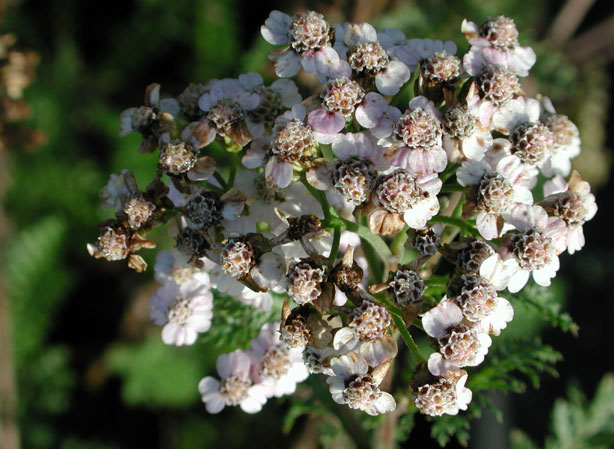 
ACHILLÉE MILLEFEUILLE. Fiches fleurs et plantes