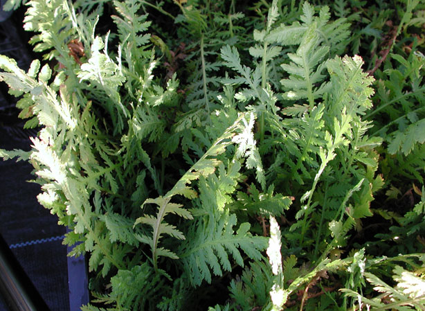 
ACHILLÉE EUPATOIRE. Fiches fleurs et plantes