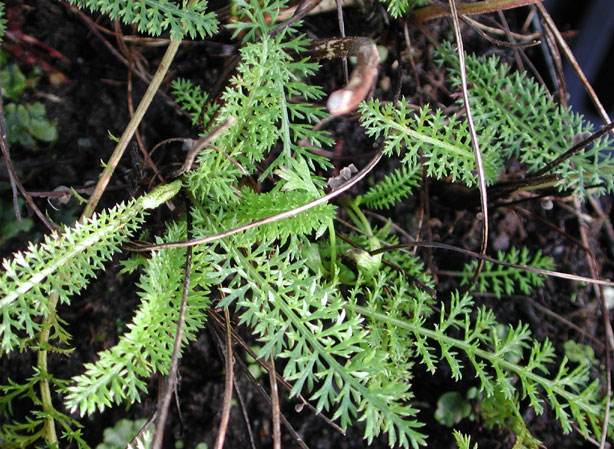 
ACHILLÉE MILLEFEUILLE. Fiches fleurs et plantes
