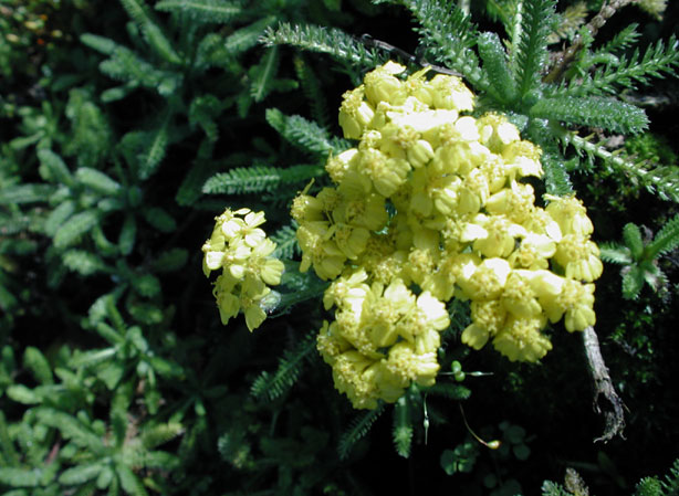 
ACHILLÉE LAINEUSE. Fiches fleurs et plantes