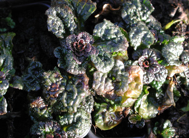 
BUGLE RAMPANTE. Fiches fleurs et plantes