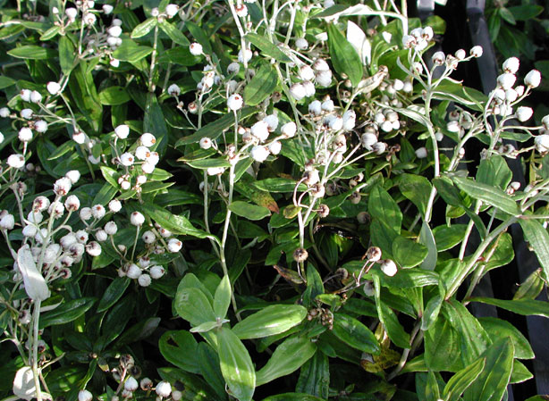 
ANAPHALIS. Fiches fleurs et plantes