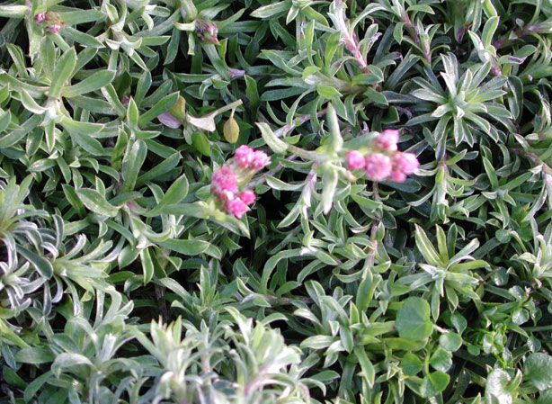 
ANTENNARIA. Fiches fleurs et plantes