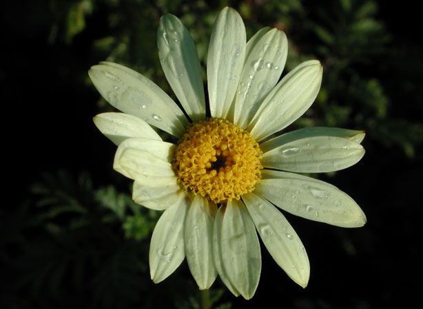 
ANTHEMIS. Fiches fleurs et plantes