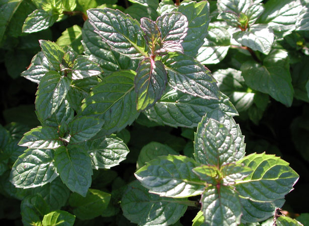 
MENTHE. Fiches fleurs et plantes