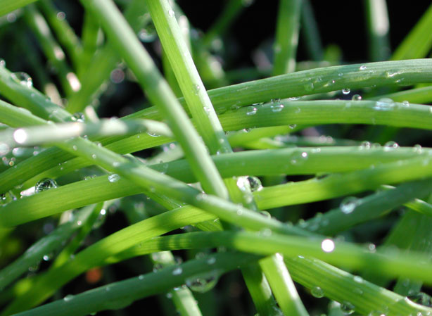 
AIL. Fiches fleurs et plantes