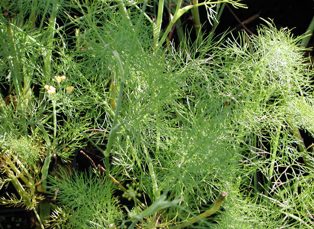 
FOENICULUM. Fiches fleurs et plantes