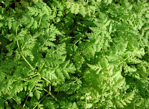 
MYRTE COMMUNE. Fiches fleurs et plantes