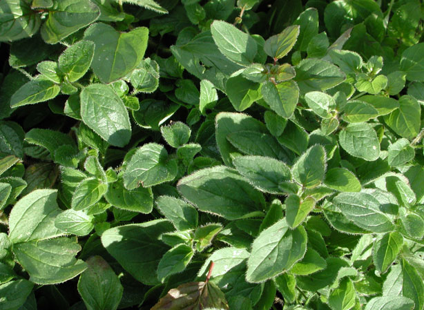 
ORIGAN VULGAIRE. Fiches fleurs et plantes