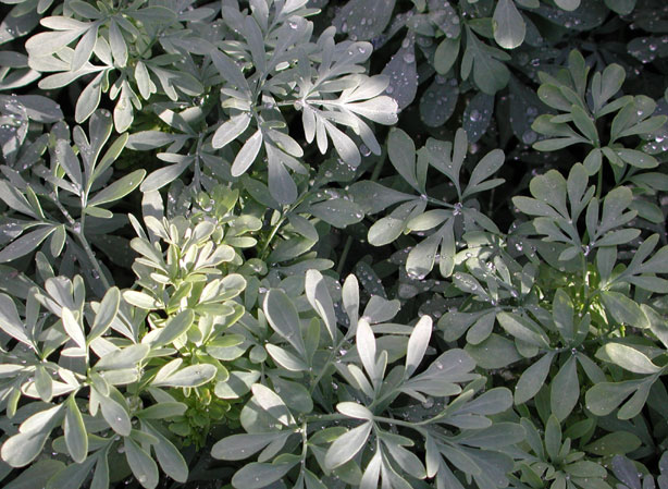 
RATU. Fiches fleurs et plantes