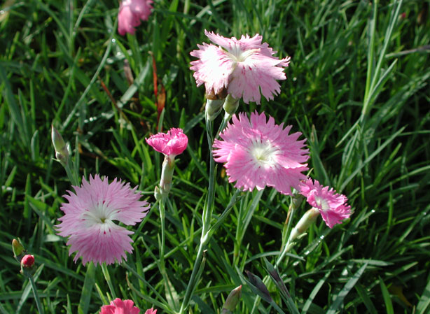 
OEILLET BLEUATRE. Fiches fleurs et plantes
