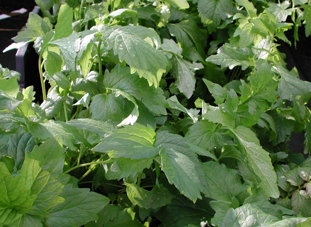 
VALÉRIANE DES COLLINES. Fiches fleurs et plantes