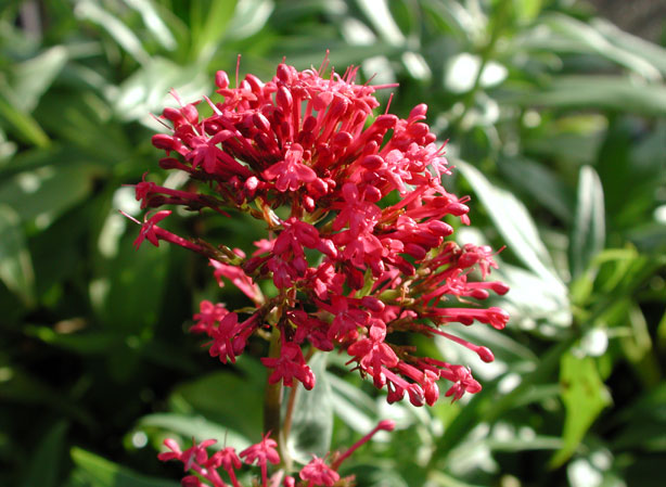 
VALÉRIANE ROUGE. Fiches fleurs et plantes