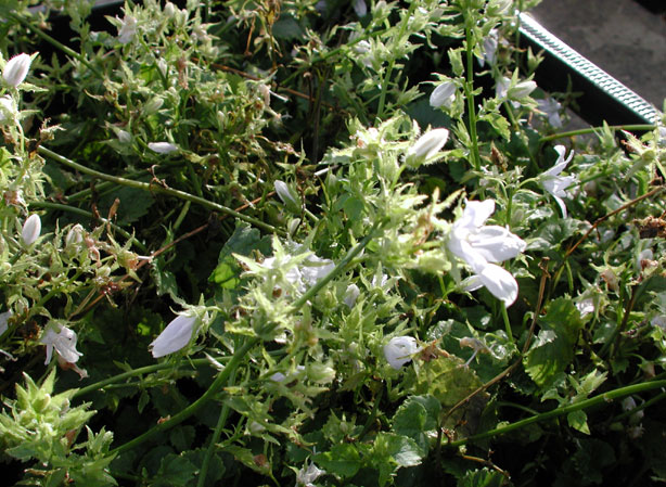 
CAMPANULA. Fiches fleurs et plantes