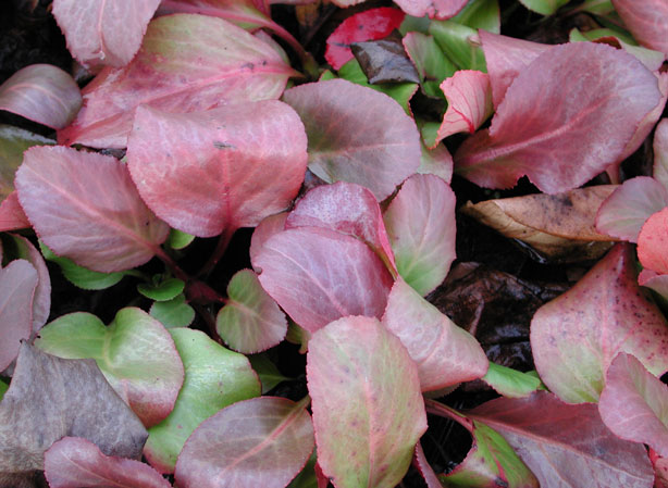 
BERBERIS. Fiches fleurs et plantes