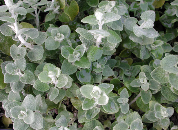 
BALLOTA PSEUDODICTAMNUS. Fiches fleurs et plantes