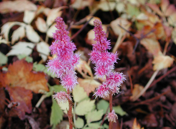 
ASTILBE DU CHINE. Fiches fleurs et plantes