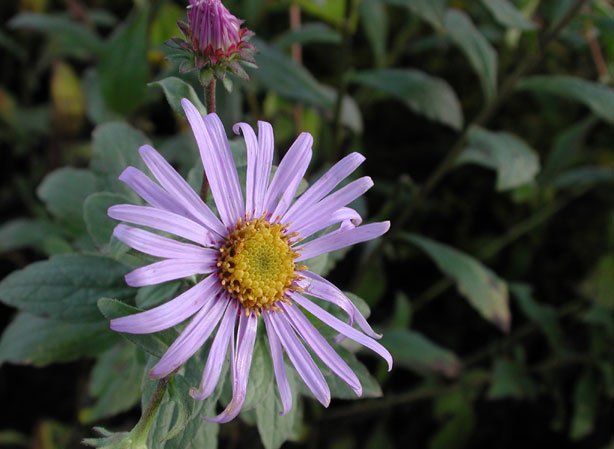
ASTER. Fiches fleurs et plantes