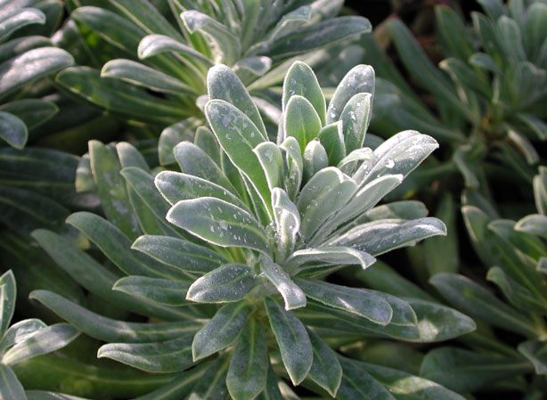 
EUPHORBE. Fiches fleurs et plantes