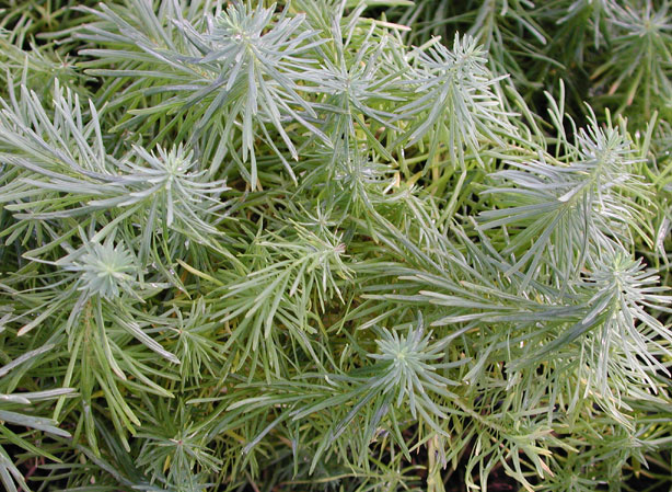 
EUPHORBE. Fiches fleurs et plantes